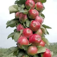 Саджанці яблуня Джин КВ-5 колоновидна дволітки