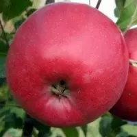 Саджанці яблуня Ерлі Женева річний п'ятирічка